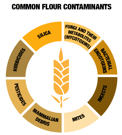 Common flour contaminants